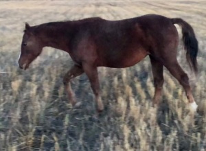 R Bar Ranch Yearling Filly - Rbar Playful Leo