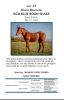DIXON RANCHING - RCD Blue Boon Shake - 2