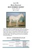 DIXON RANCHING - RCD Zannies Ghost - 2