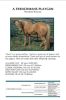 DIXON RANCHING - RCD Zannies Ghost - 4