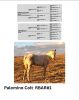 R Bar Ranch Colt - 2