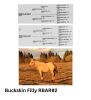 R Bar Ranch Filly - 2