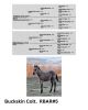 R Bar Ranch Colt - 2