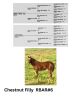 R Bar Ranch Filly - 2
