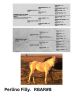 R Bar Ranch Filly - 2