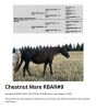 R Bar Ranch Mare - Miss Lena Hotrodder - 2