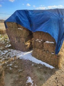 20 Square Hay Bales
