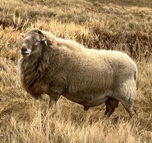 Katahdin Breeding Ram