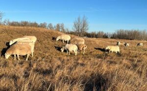 Bred Katahdin Ewe
