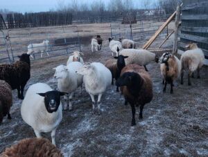 Bred Ewe