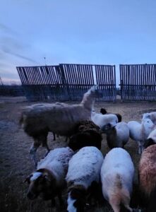 Gelded Llama