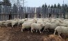 Bred Polypay Ewe - 2