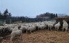 Bred Polypay Ewe - 3