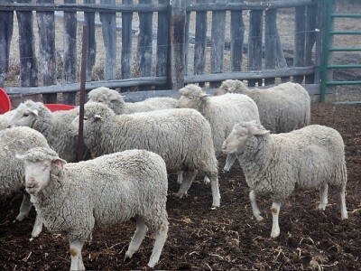 Bred Polypay Ewe