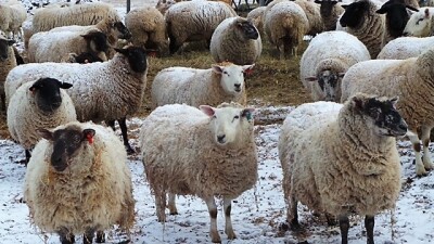 Bred Suffolk/North Country Cheviot Cross Ewe or Ewe Lamb