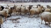 Bred Suffolk/North Country Cheviot Cross Ewe or Ewe Lamb - 2