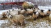 Bred Suffolk/North Country Cheviot Cross Ewe or Ewe Lamb - 3