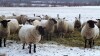 Bred Suffolk/North Country Cheviot Cross Ewe or Ewe Lamb - 4