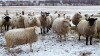 Bred Suffolk/North Country Cheviot Cross Ewe or Ewe Lamb - 5