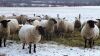 Bred Suffolk/North Country Cheviot Cross Ewe or Ewe Lamb - 2
