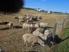 Bred Ewe