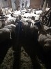 Bred Ewe - 2
