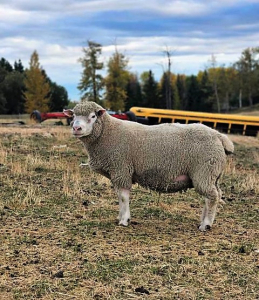 Ram
