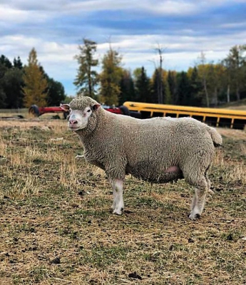 Ram