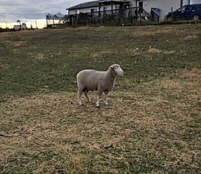Ram