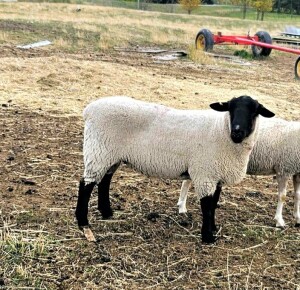 Ram