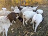 Exposed Ewe - 3