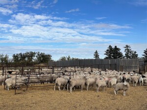 Open Breeding Ewe