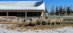 BRED EWE