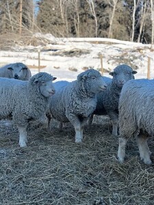 BRED EWE