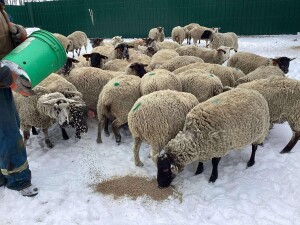 BRED EWE