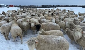 BRED EWE
