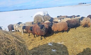 BRED EWE