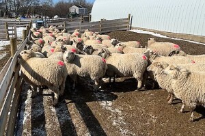 BRED EWE LAMB