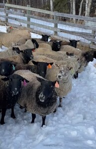 BREEDING RAM