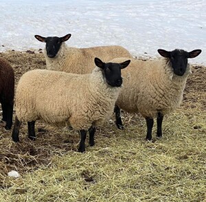 BRED EWE LAMB
