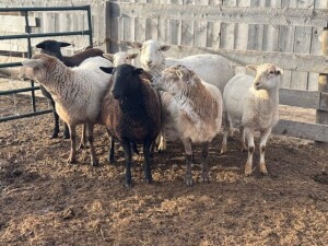 BRED EWE