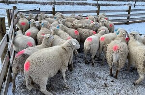 BRED EWE LAMB