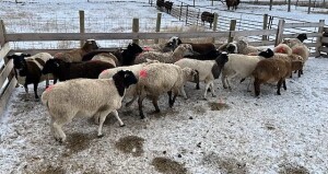 BRED EWE LAMB