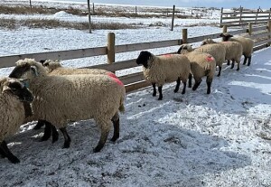 BRED EWE LAMB