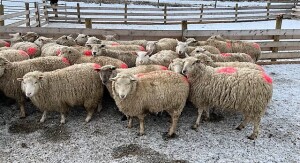 BRED EWE LAMB