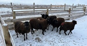 BRED EWE LAMB