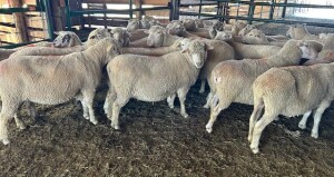 BRED EWE