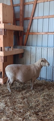 4 YEAR OLD SOUTHDOWN RAM