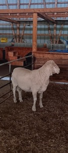 4 YEAR OLD HOME-RAISED RAMBOUILLET RAM