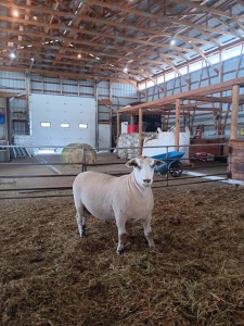 YEARLING CANADIAN ARCOTT RAM